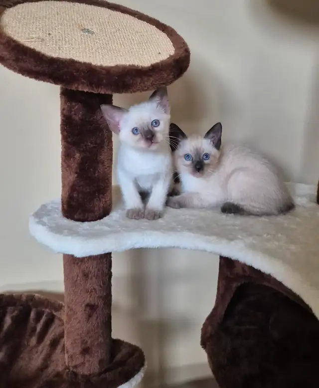 Siamese kittens