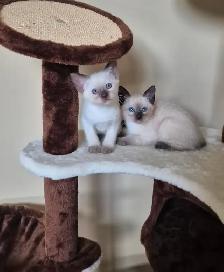 Siamese kittens