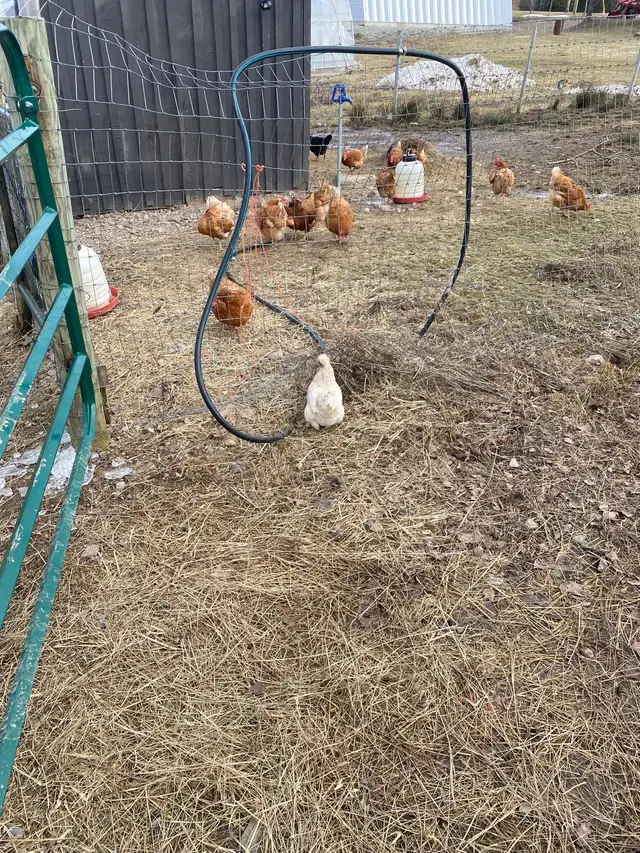 hens for reforming