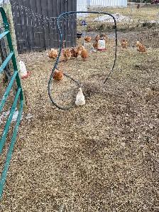 hens for reforming