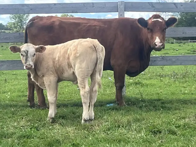 Simmental angus cow calf pair