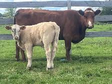 Simmental angus cow calf pair