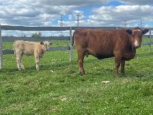 Simmental angus cow calf pair - Photo 2