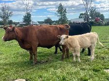 Simmental angus cow calf pair - Photo 3