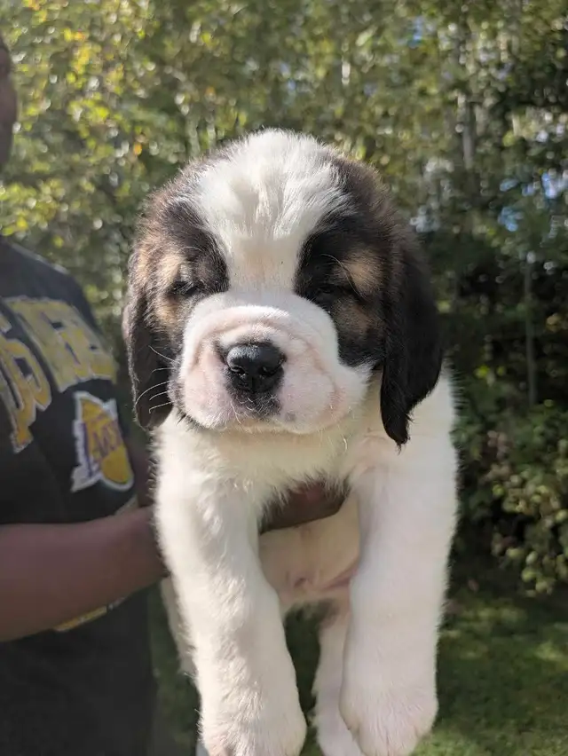 CKC Reg Saint Bernard Puppies