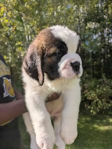 CKC Reg Saint Bernard Puppies - Photo 2