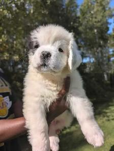 CKC Reg Saint Bernard Puppies - Photo 3