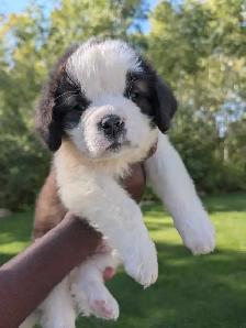 CKC Reg Saint Bernard Puppies - Photo 4