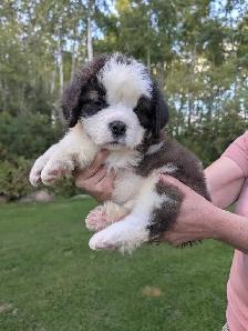 CKC Reg Saint Bernard Puppies - Photo 5