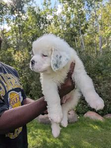 CKC Reg Saint Bernard Puppies - Photo 6