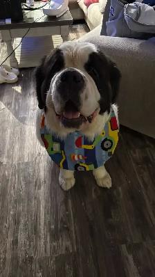 CKC Reg Saint Bernard Puppies - Photo 7