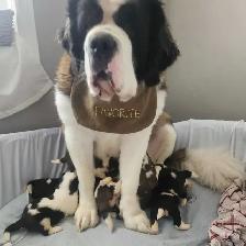 CKC Reg Saint Bernard Puppies - Photo 8