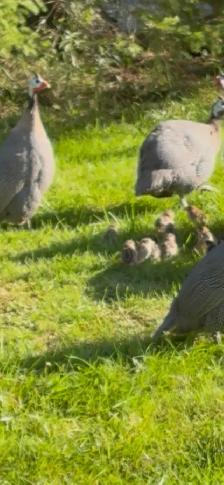 Guinea fowl just hatched 13 or so!