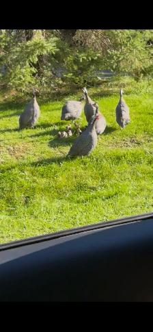 Guinea fowl just hatched 13 or so! - Photo 2