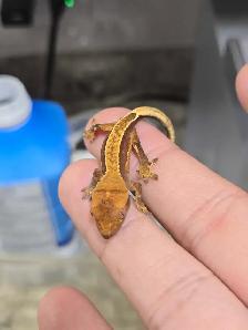 Group of 4 Crested Gecko Babies   Living Container Included