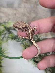Group of 4 Crested Gecko Babies   Living Container Included - Photo 2