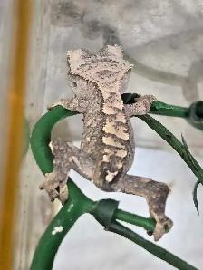 Group of 4 Crested Gecko Babies   Living Container Included - Photo 3