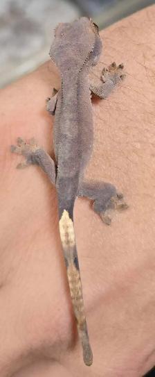 Group of 4 Crested Gecko Babies   Living Container Included - Photo 4