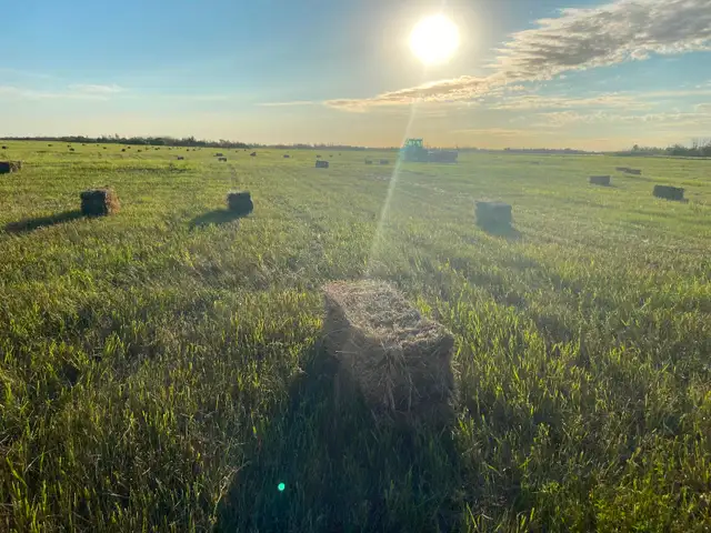 For sale hay bales