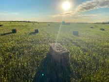 For sale hay bales
