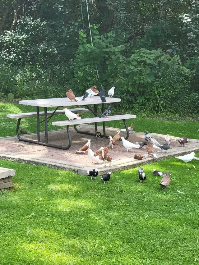 Afghan Pigeons