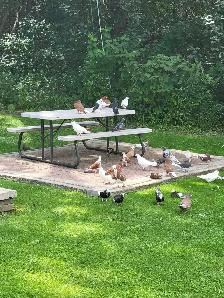 Afghan Pigeons