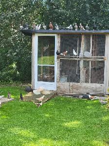 Afghan Pigeons - Photo 3