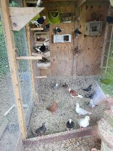 Afghan Pigeons - Photo 4