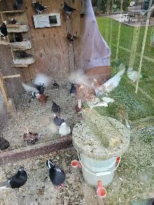 Afghan Pigeons - Photo 5