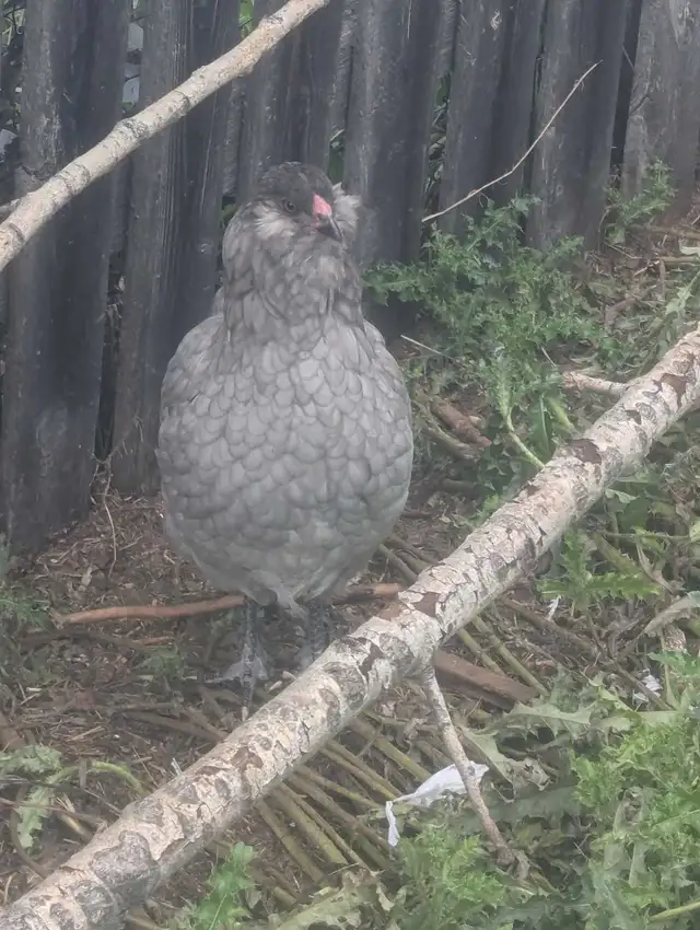 PB Ameraucana Breeding Trio