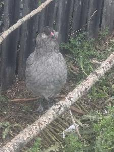 PB Ameraucana Breeding Trio