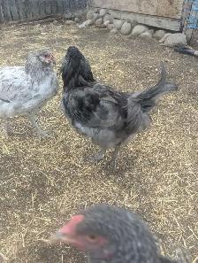 PB Ameraucana Breeding Trio - Photo 2
