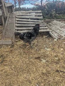 PB Ameraucana Breeding Trio - Photo 3