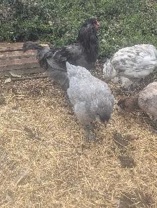PB Ameraucana Breeding Trio - Photo 4