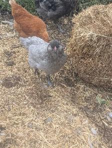 PB Ameraucana Breeding Trio - Photo 5