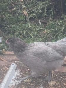 PB Ameraucana Breeding Trio - Photo 6