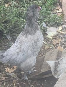 PB Ameraucana Breeding Trio - Photo 7