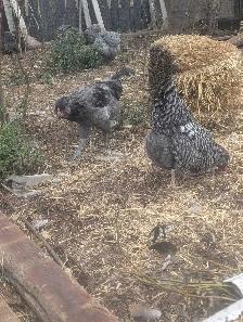 PB Ameraucana Breeding Trio - Photo 8