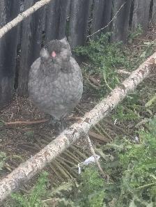 PB Ameraucana Breeding Trio - Photo 9