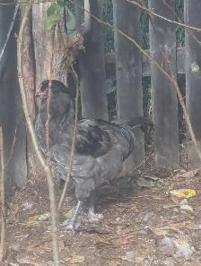 PB Ameraucana Breeding Trio - Photo 10