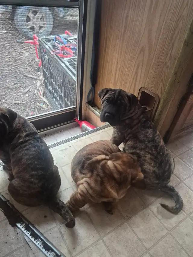 Sharpei cross pups needs their forever home.