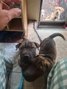 Sharpei cross pups needs their forever home. - Photo 2