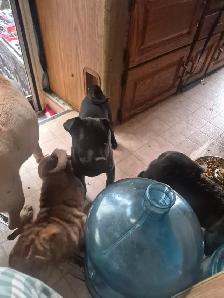 Sharpei cross pups needs their forever home. - Photo 3
