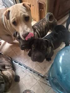 Sharpei cross pups needs their forever home. - Photo 4