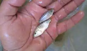 NILE TILAPIA FINGERLINGS AVAILABLE!