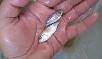 NILE TILAPIA FINGERLINGS AVAILABLE!