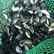 NILE TILAPIA FINGERLINGS AVAILABLE! - Photo 2