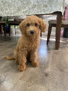 F1B Mini Goldendoodle Puppy