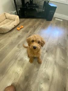 F1B Mini Goldendoodle Puppy - Photo 2