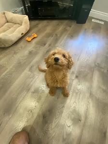 F1B Mini Goldendoodle Puppy - Photo 3